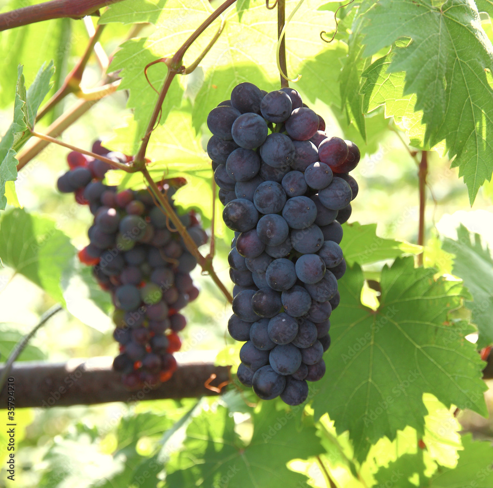 Blue grape with green leaf