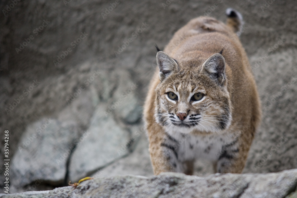Portrait Lynx sitting on a rock Portrait Lynx sitting on a rock
