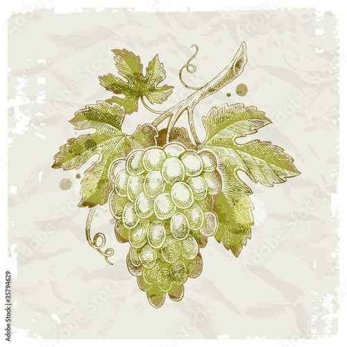 Hand drawn bunch of grapes on vintage paper background