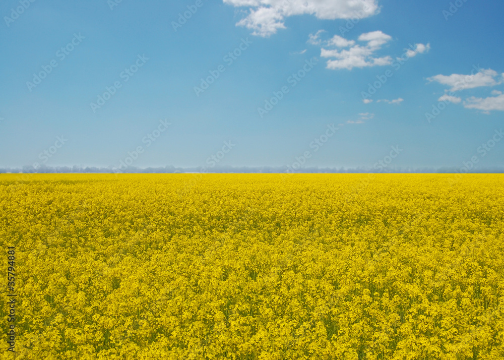 Yellow flowers of rapeseed