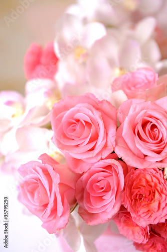 Closeup of pink rose