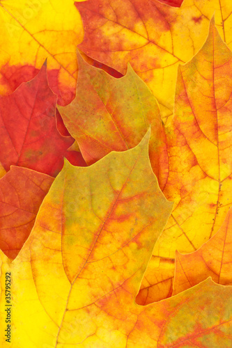 Yellow-red autumn maple leaves