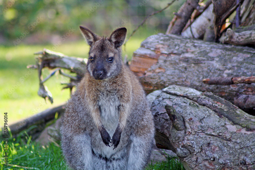 a stunning adult wallaby