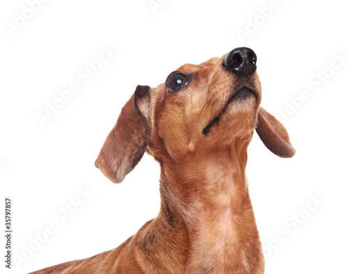 dachshund dog looking up