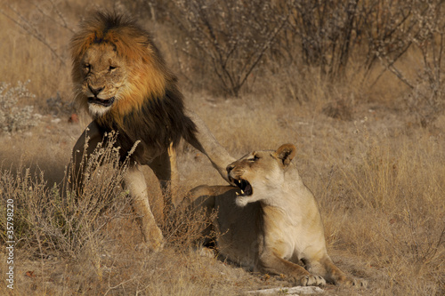 Fototapeta Naklejka Na Ścianę i Meble -  La ribellione della leonessa