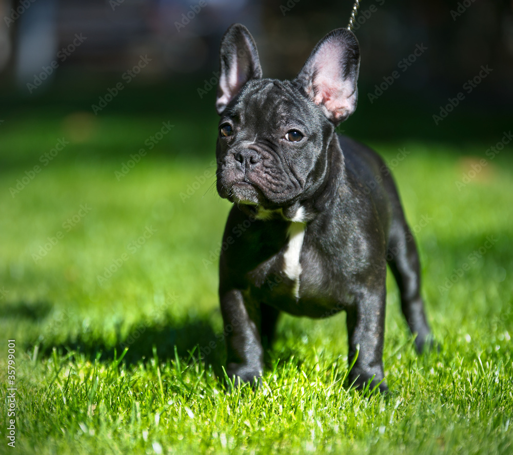 French bulldog puppy