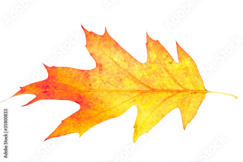 Red and Yellow Red Oak Leaf