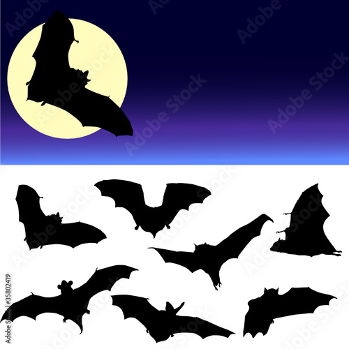 bat black silhouette and moon illustration