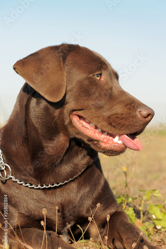 brown labrador retriever