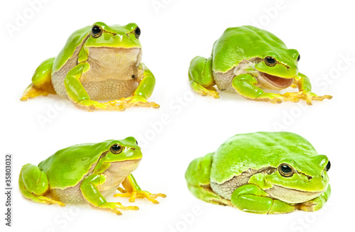 tree frog isolated - collection