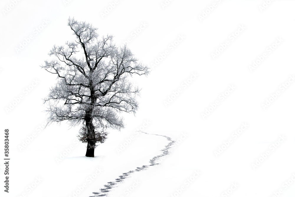 Fototapeta premium Spuren im Winter