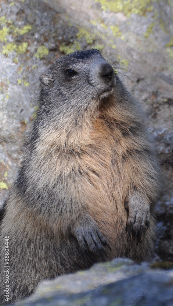 marmotte debout qui pose