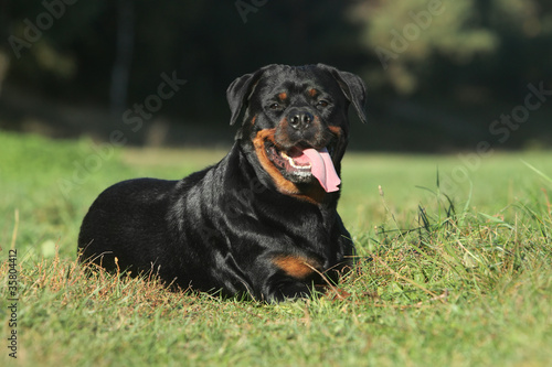 Rottweiler lying on green lawn