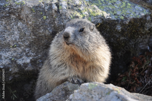 marmotte sur son rocher