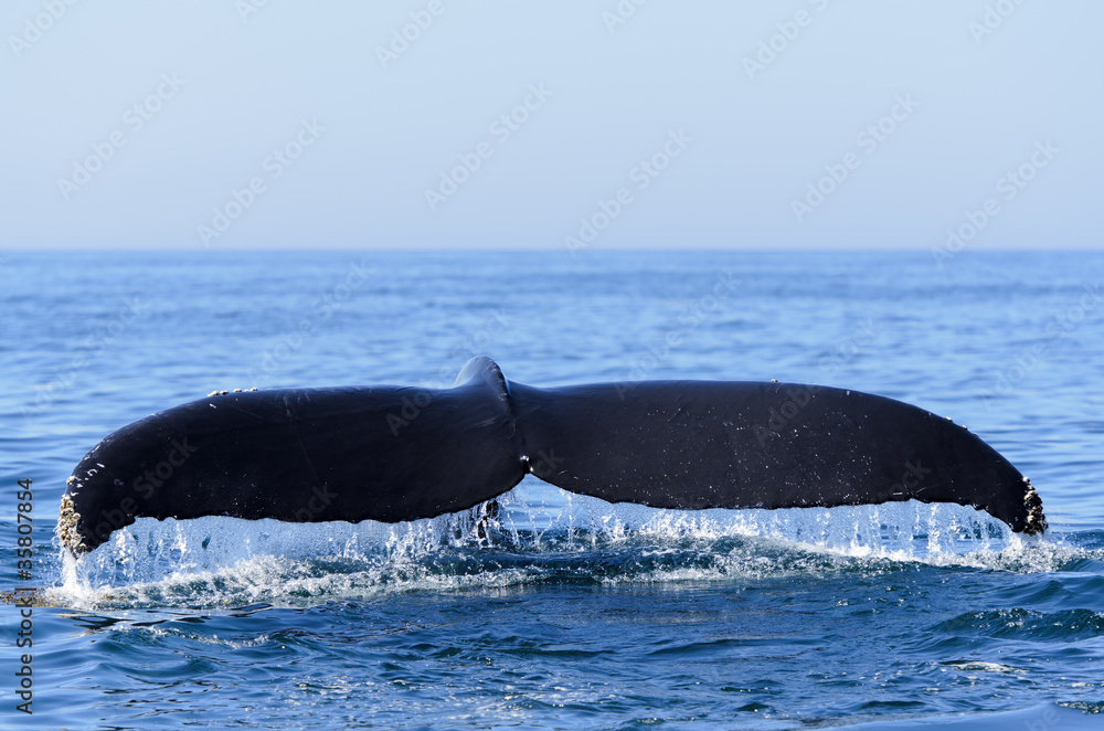Naklejka premium Humpback Whale