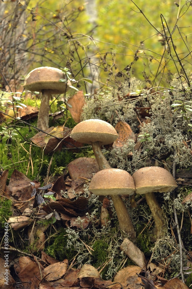 Fototapeta premium Mooshrooms.White Birch Bolete.