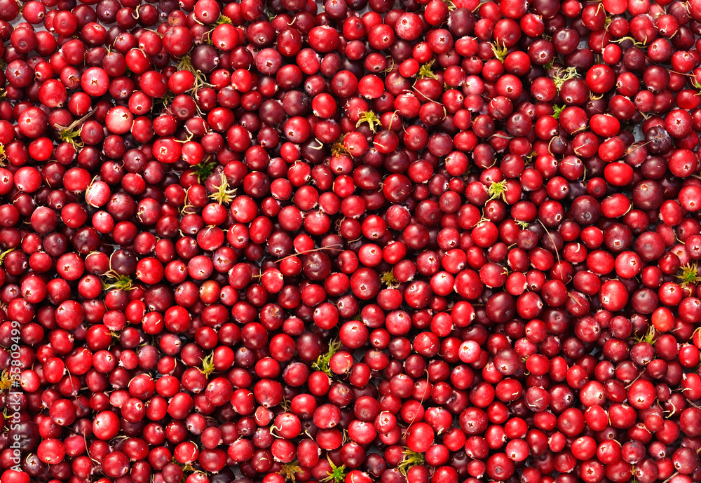 Wild cranberries Wild cranberries