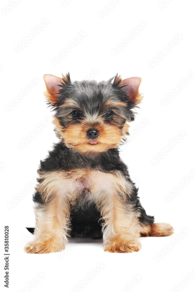 One Yorkshire Terrier (of three month) puppy dog One Yorkshire Terrier (of three month) puppy dog