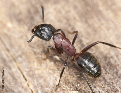 Macro photo of a Carpenter ant