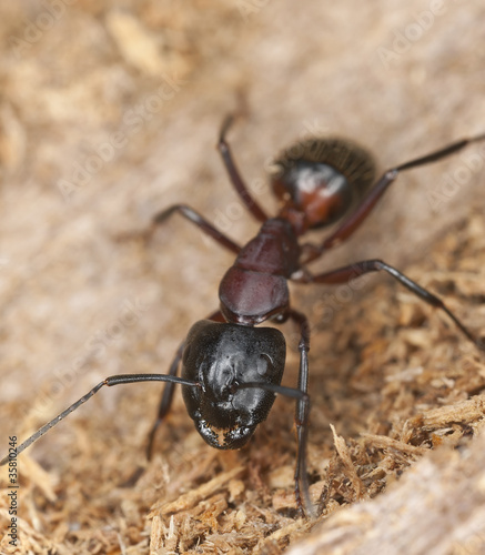 Macro photo of a Carpenter ant