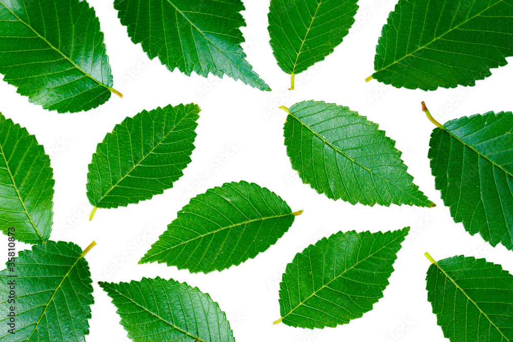 Beautiful green leaves isolated on white Beautiful green leaves isolated on white
