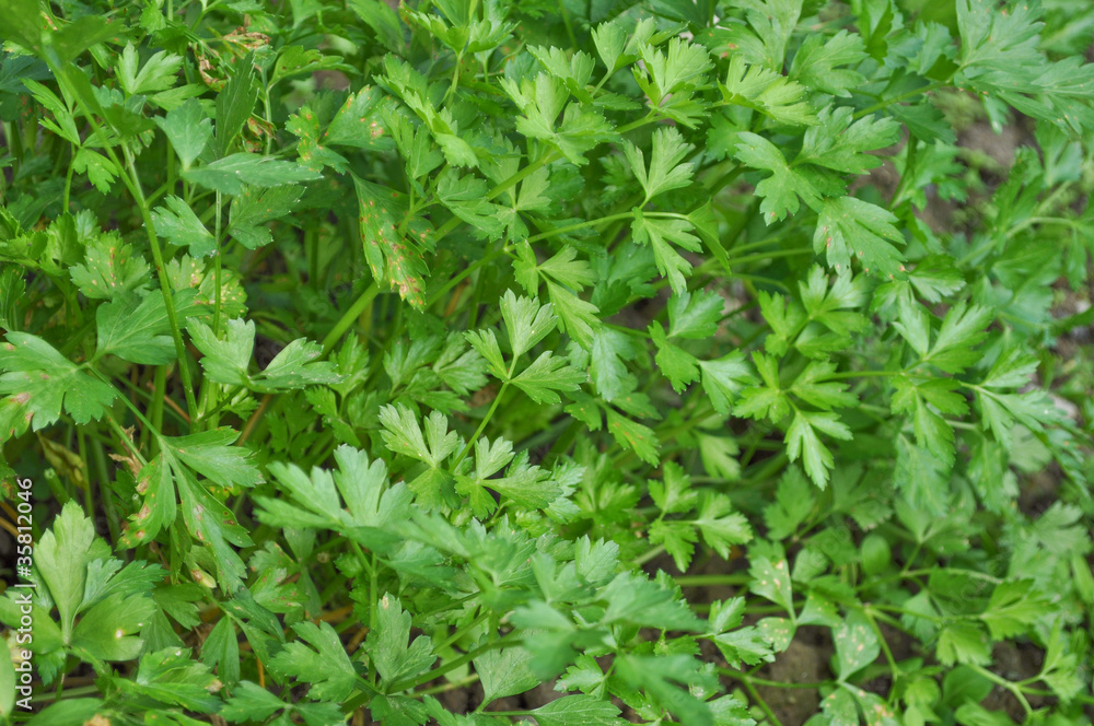 Parsley Parsley