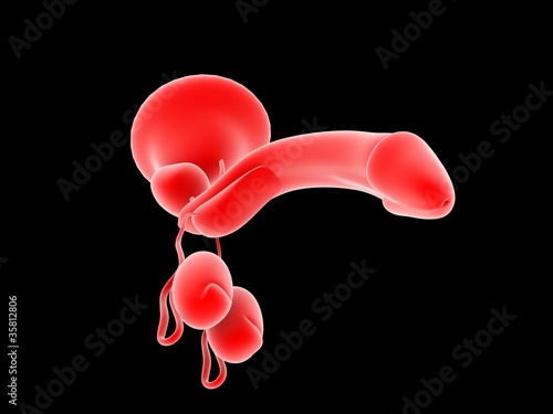 3d rendered penis photo