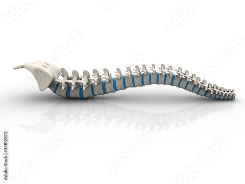 Human spine isolated on white background photo