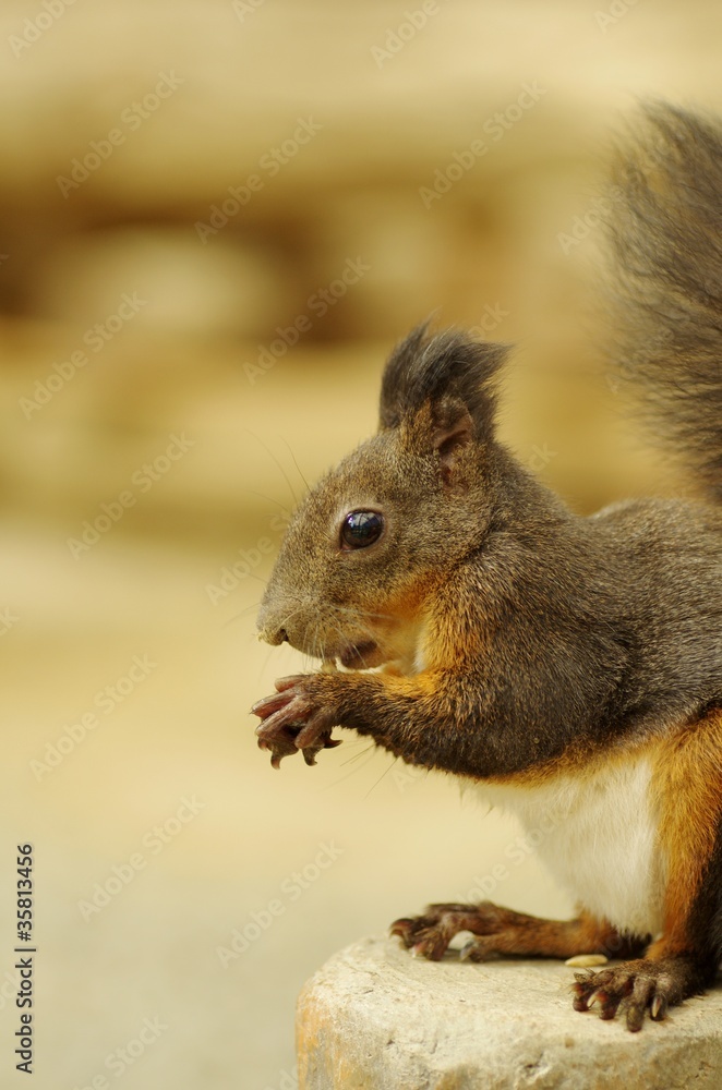 Fototapeta premium エゾリス