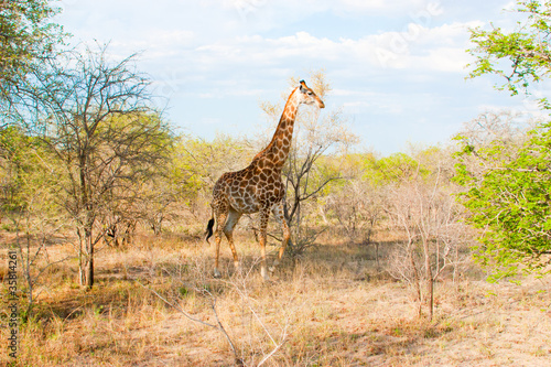 giraffe in the Kruger National  Park