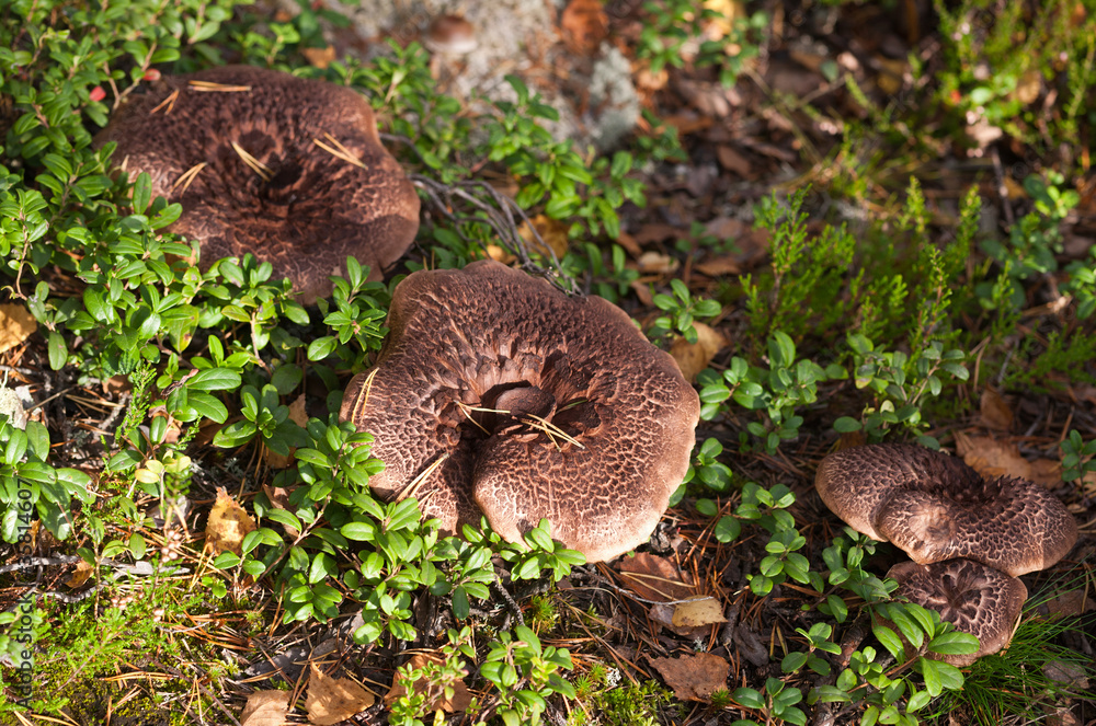 Brown mushrooms