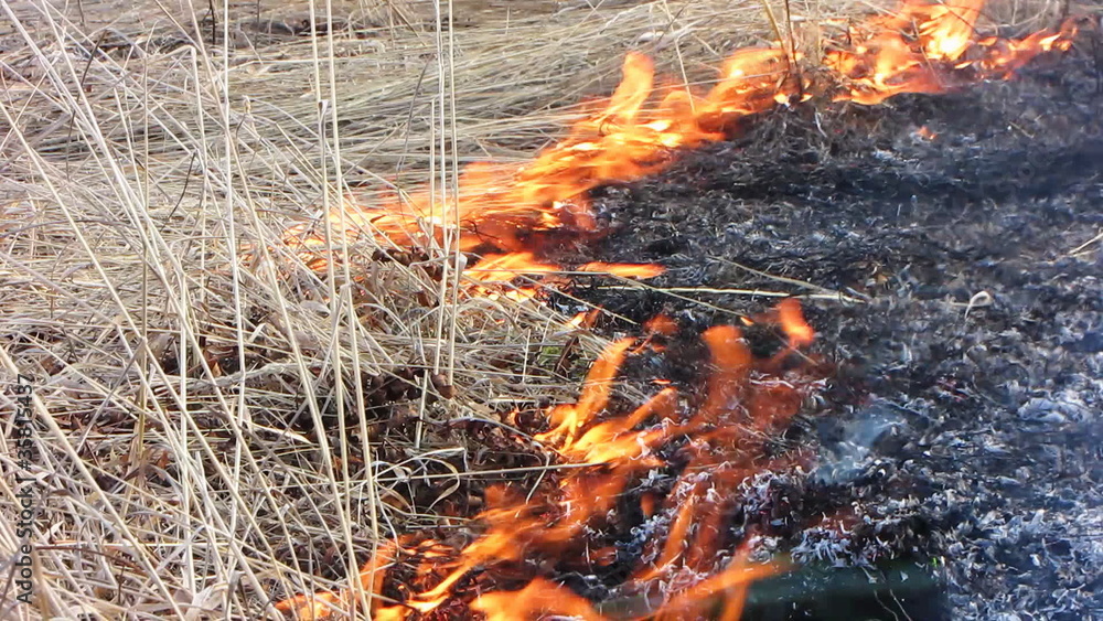 Close up of flames burning grass. Close up of flames burning grass.
