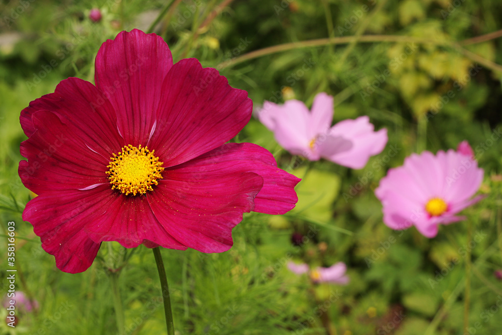 Obraz premium Цветок