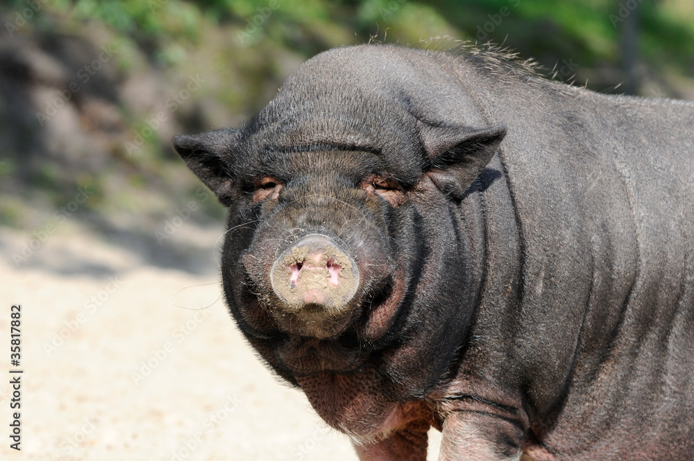 Schwein Schwein