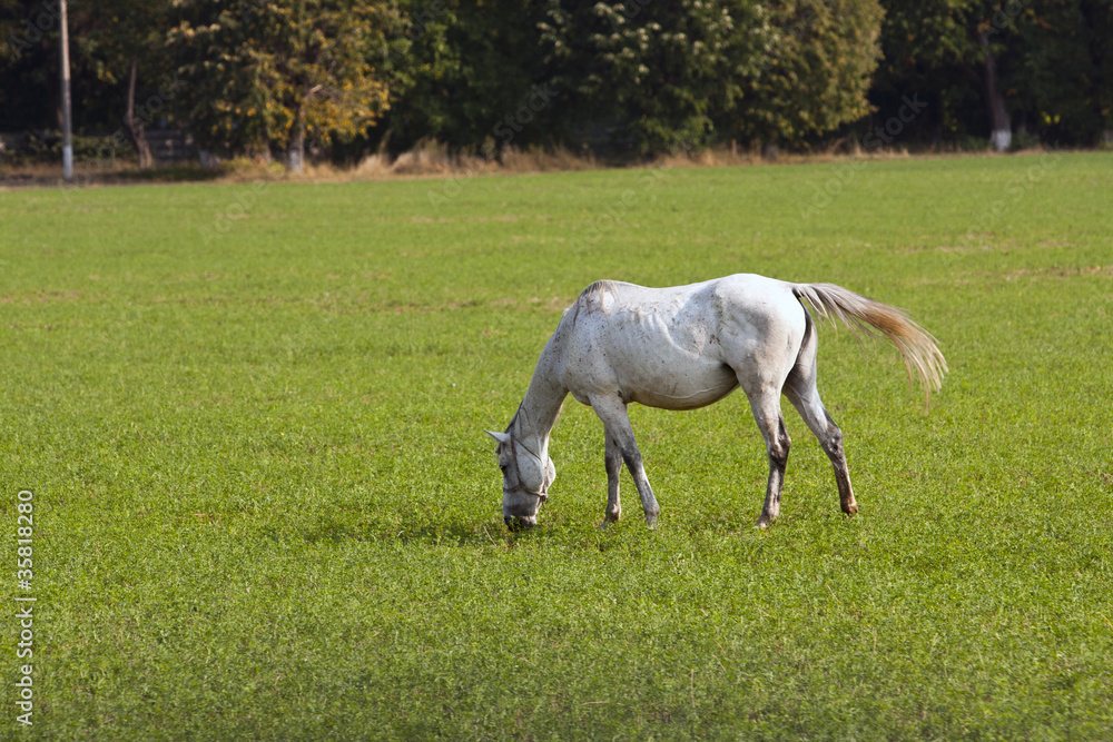 White horse grazing on the green lush meadow White horse grazing on the green lush meadow