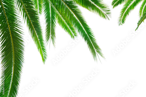 Palm leaf