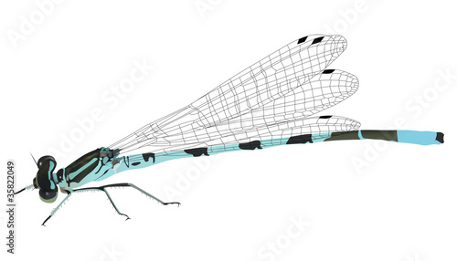 illustration with blue dragonfly