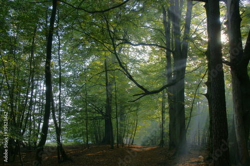 Fototapeta Naklejka Na Ścianę i Meble -  Wald im Gegenlicht