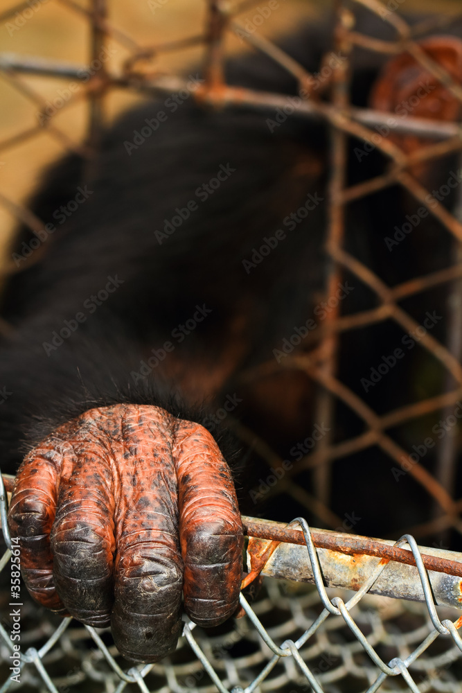 Fototapeta premium Orangutan hand closeup