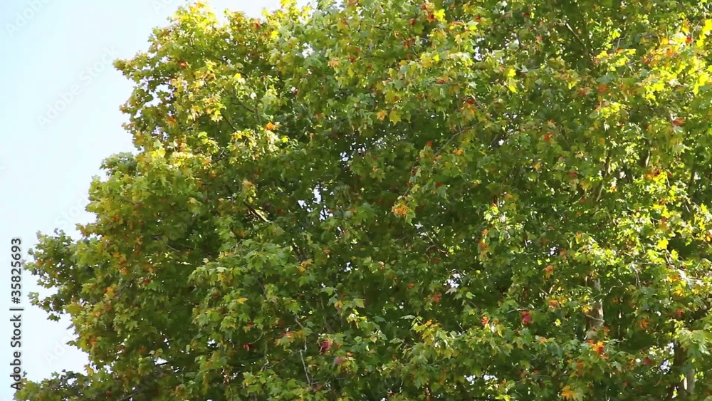 vent dans les arbres vent dans les arbres