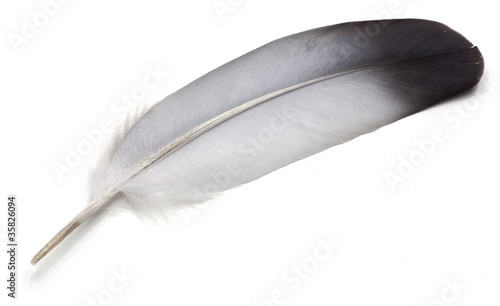 Grey Feather of pigeon over white background. photo