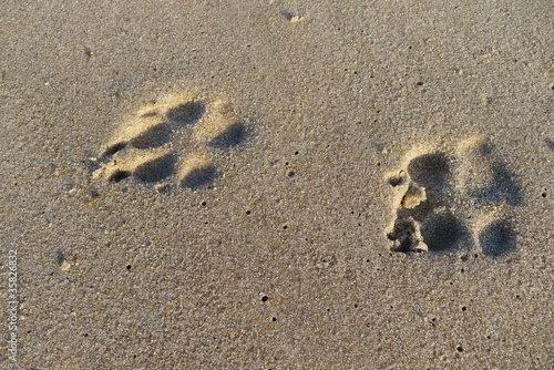 Pfotenabdruck Hund im Sand