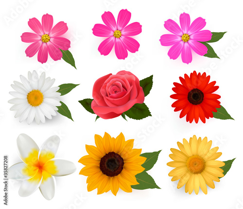 Big collection of beautiful colorful flowers. Vector