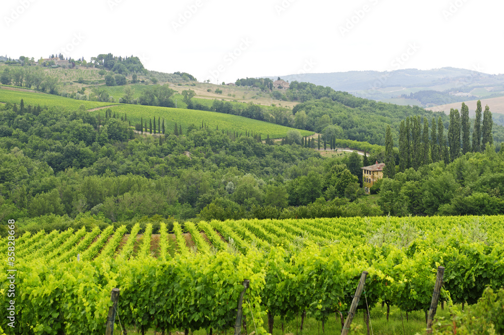 VIneyards of Chianti (Tuscany)