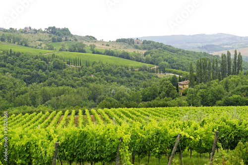 Fototapeta Naklejka Na Ścianę i Meble -  VIneyards of Chianti (Tuscany)