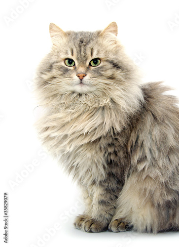 Bilde på lerret cat