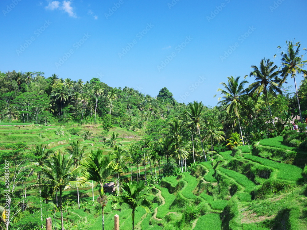 Fototapeta premium テラガガン