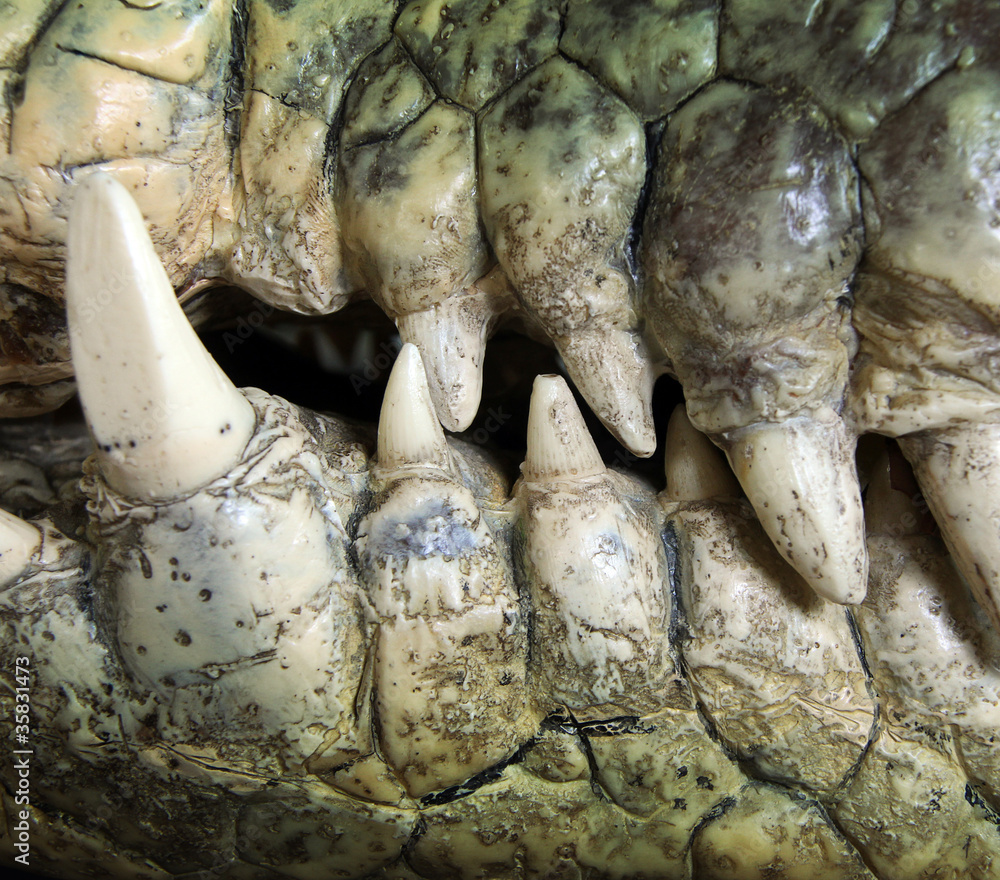 Fototapeta premium crocodile tooth