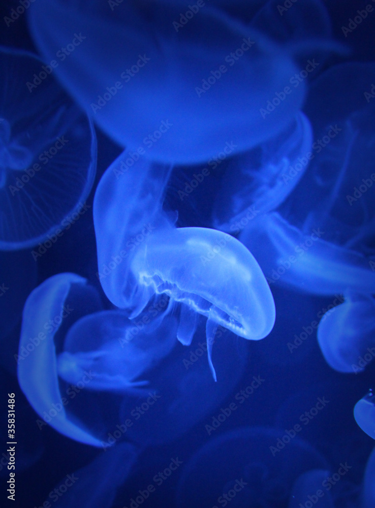 Jellyfish Jellyfish