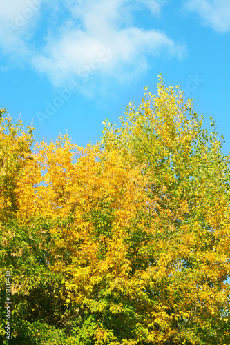 Bright autumn colors